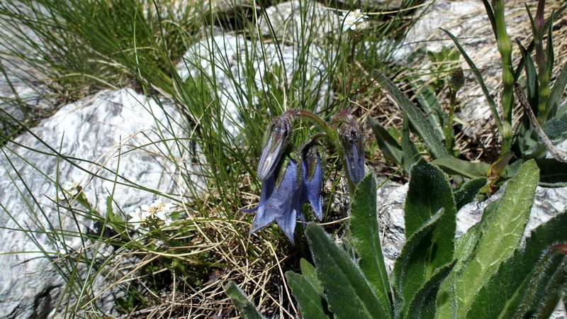 Campanula barbata